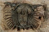 Acanthopyge (Lobopyge) Trilobite - Exposed Hypostome #196633-5